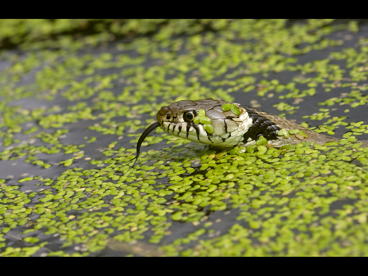 Grass snake swimming